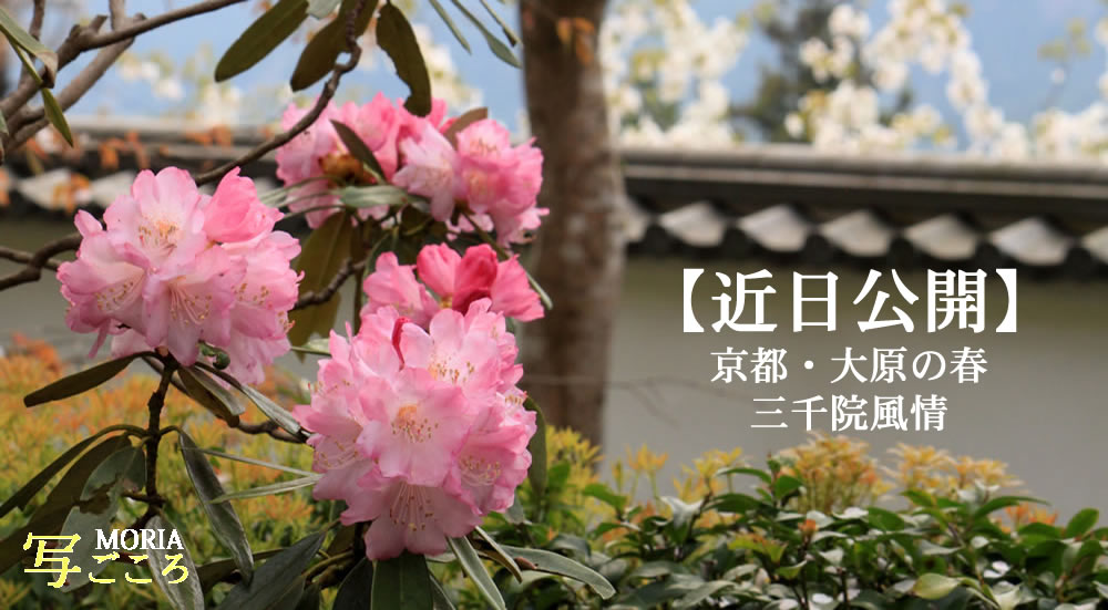 京都・大原の春と三千院の庭