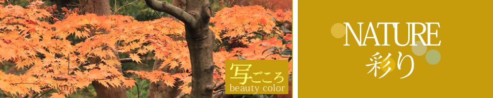 写ごころ 京都・大原の秋